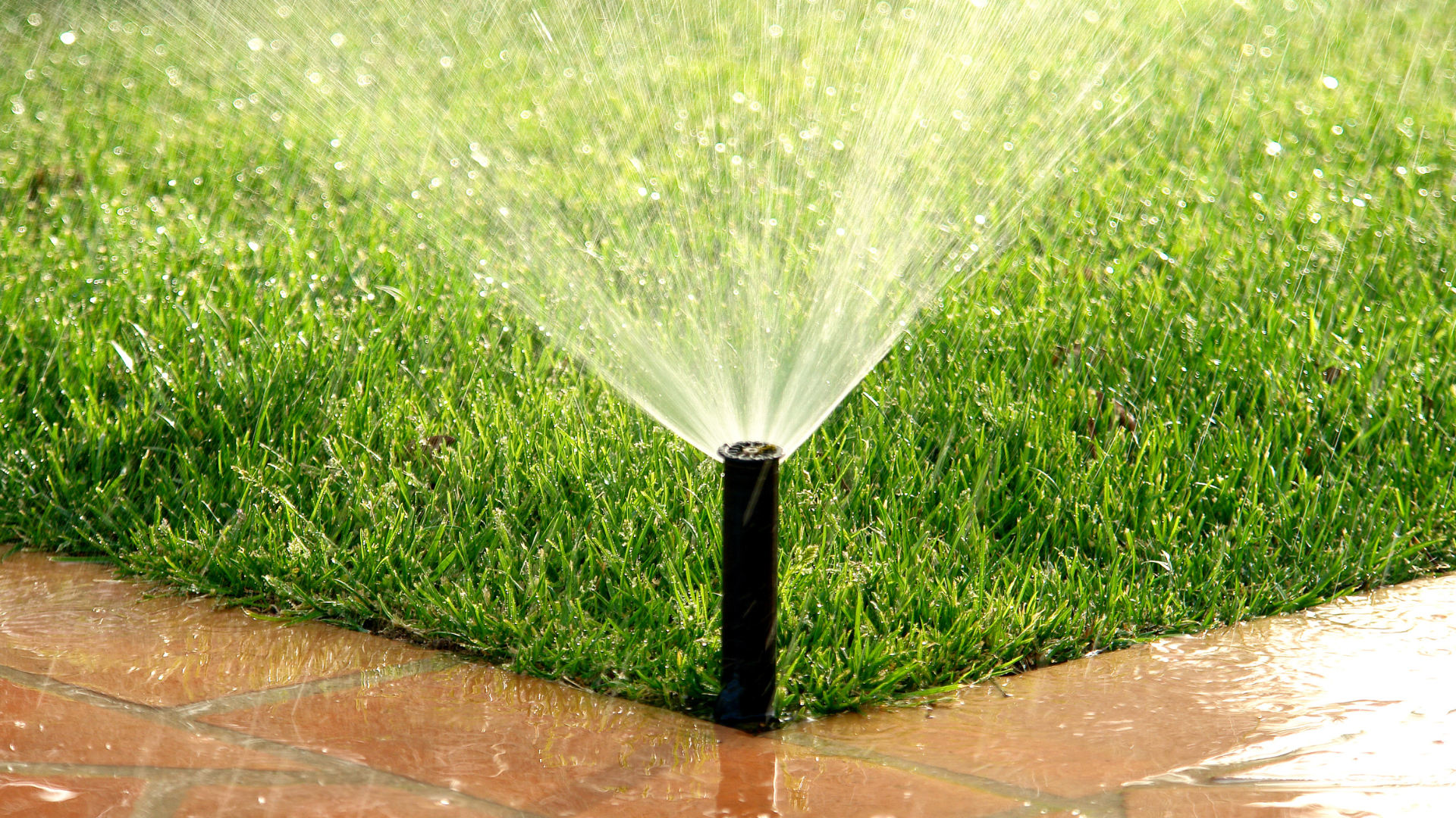 Perfect green lawn with a sprinkler working normally with healthy pressure and flow, wetting the grass.