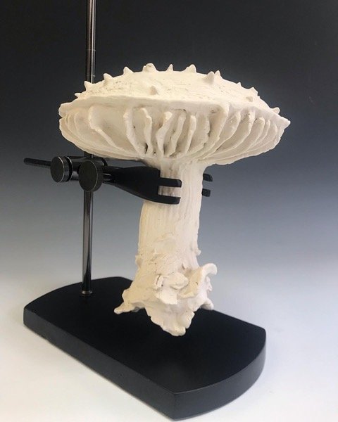 Fungi.jpeg