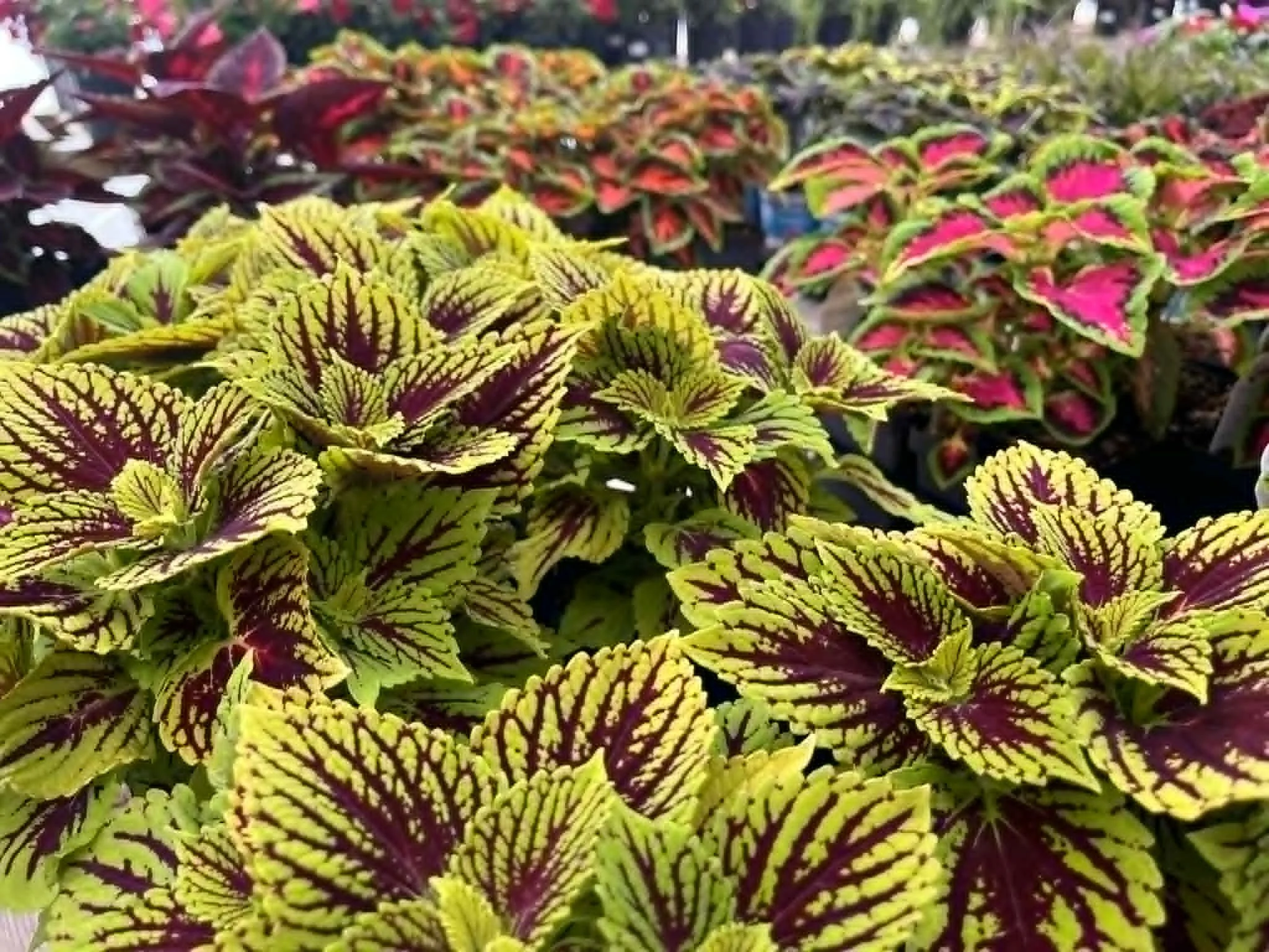 website- plants- coleus.jpg