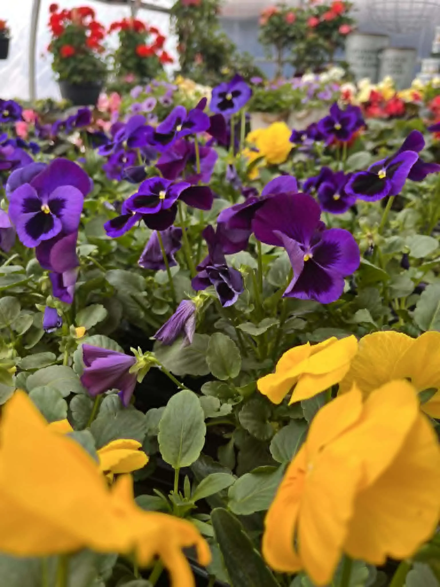website- plants- pansys.jpg