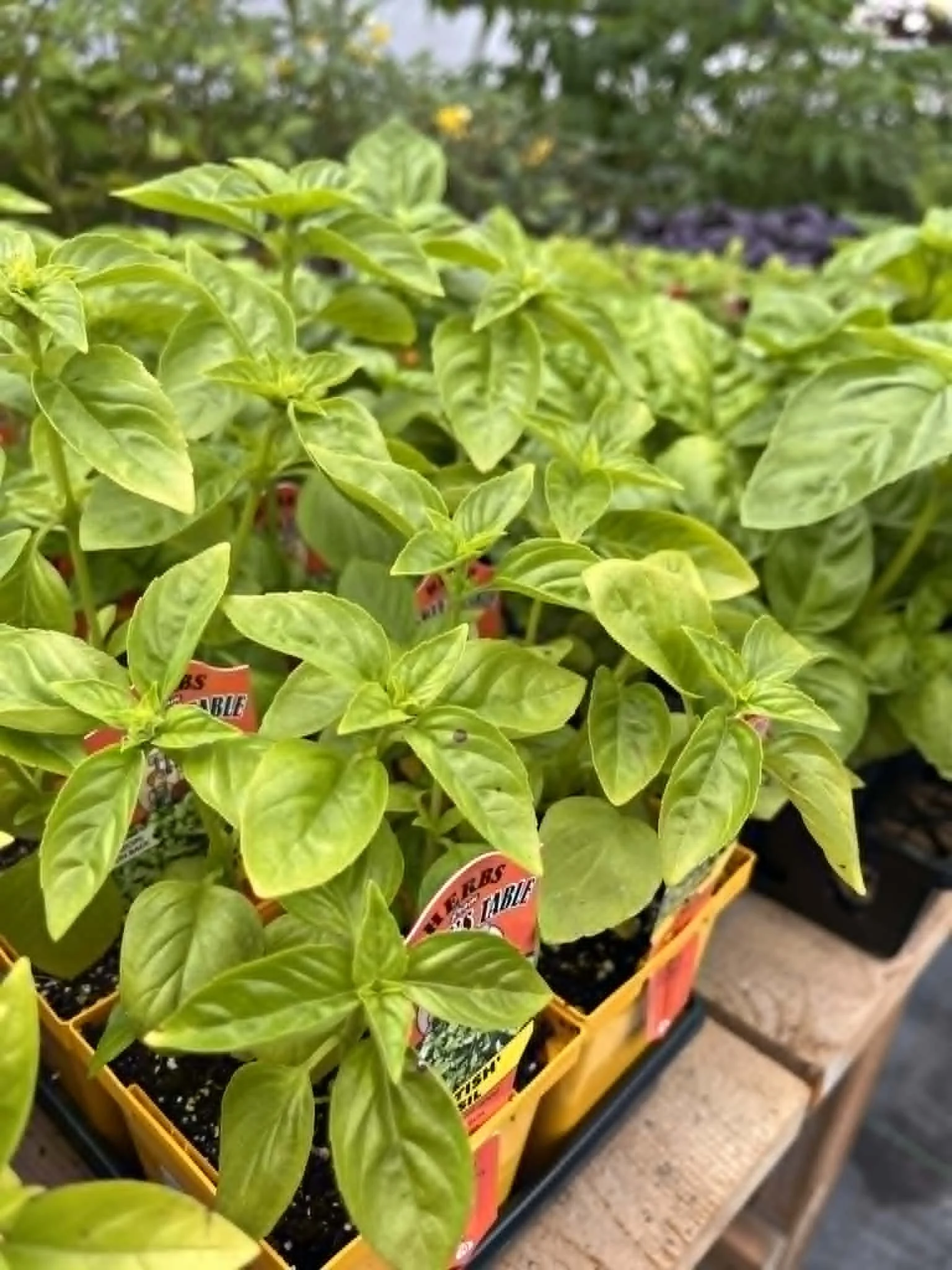 website- plants- herbs.jpg