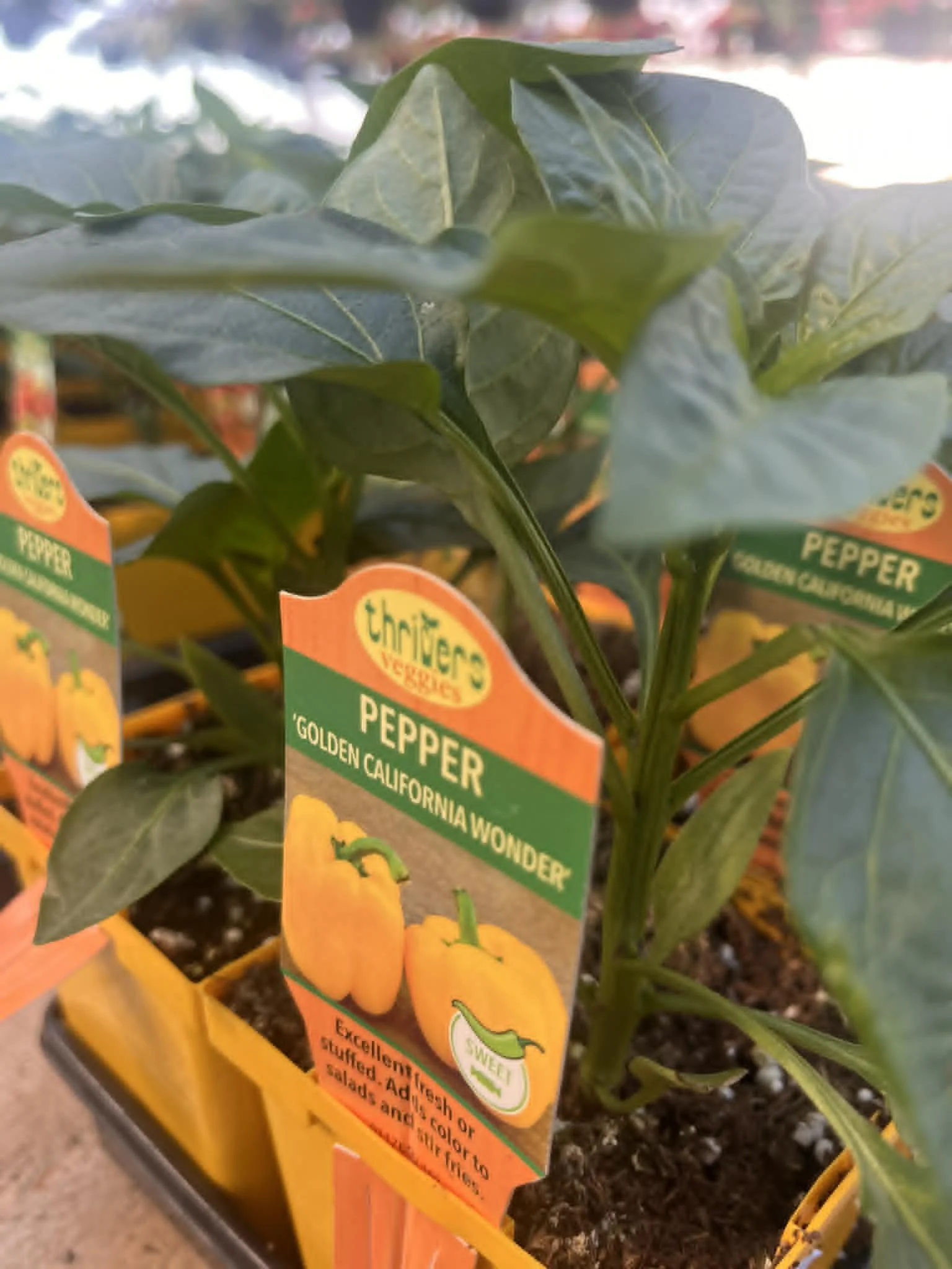 website- plants- pepper.jpg