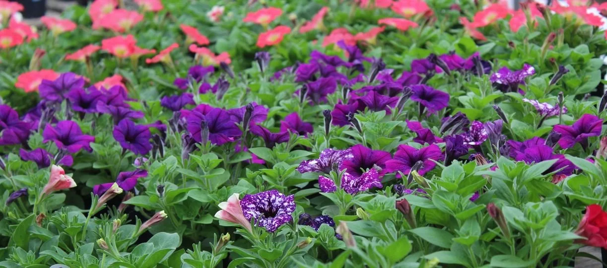 plants- petunias.jpg