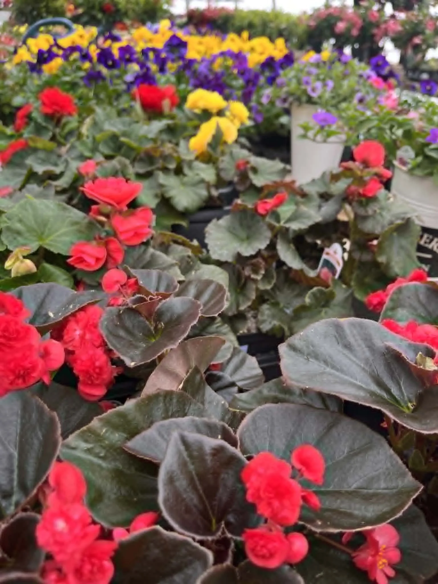 website- plants- begonias.jpg
