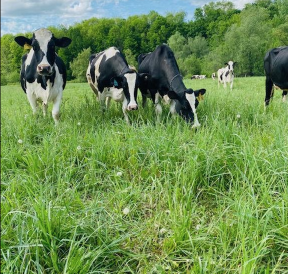 Connecticut Announces $22.5 Million for Dairy Farmers