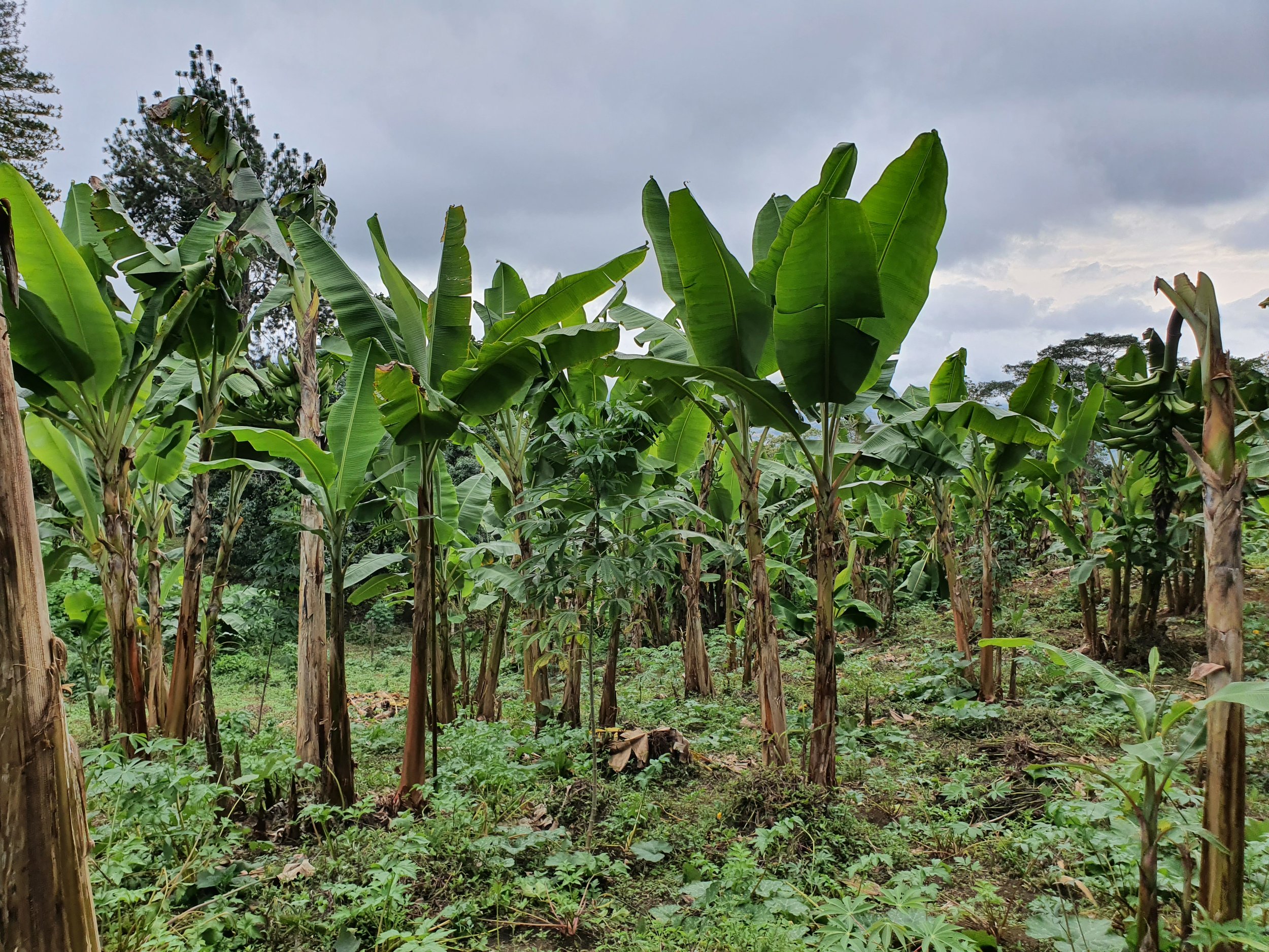 Plantas de plátano entre la vegetación de la finca.
