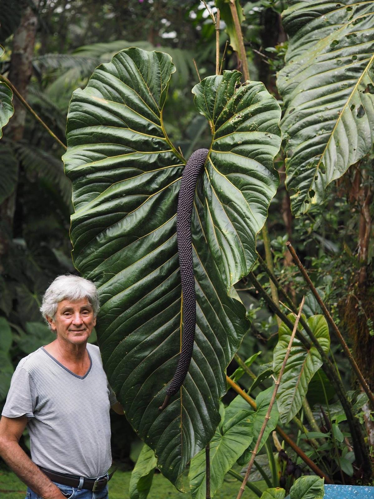 Alvaro Calonje junto a una gran hoja tropical en el jardín.