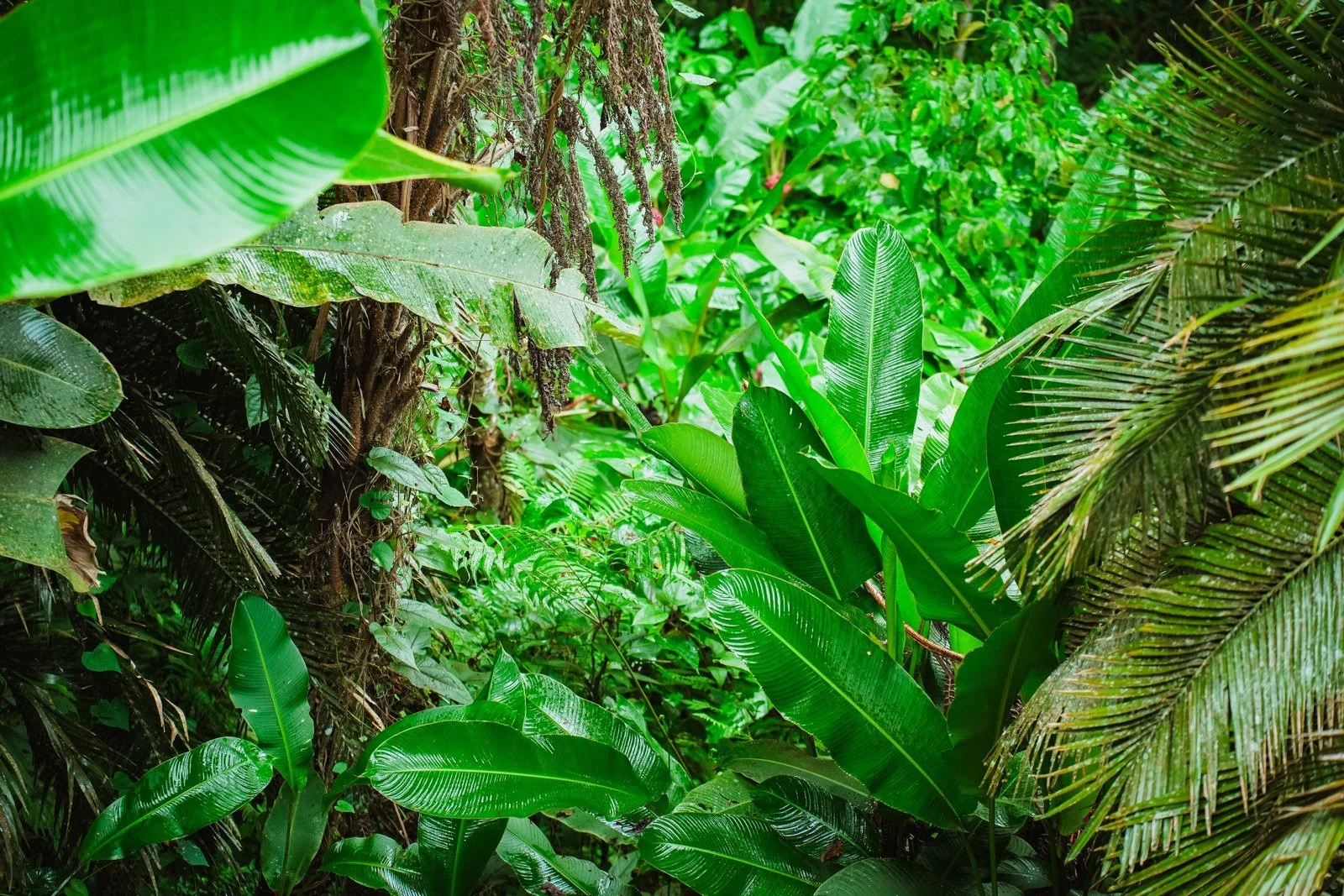 Hojas tropicales y palmas entre los árboles de los jardines de Araucana Lodge.