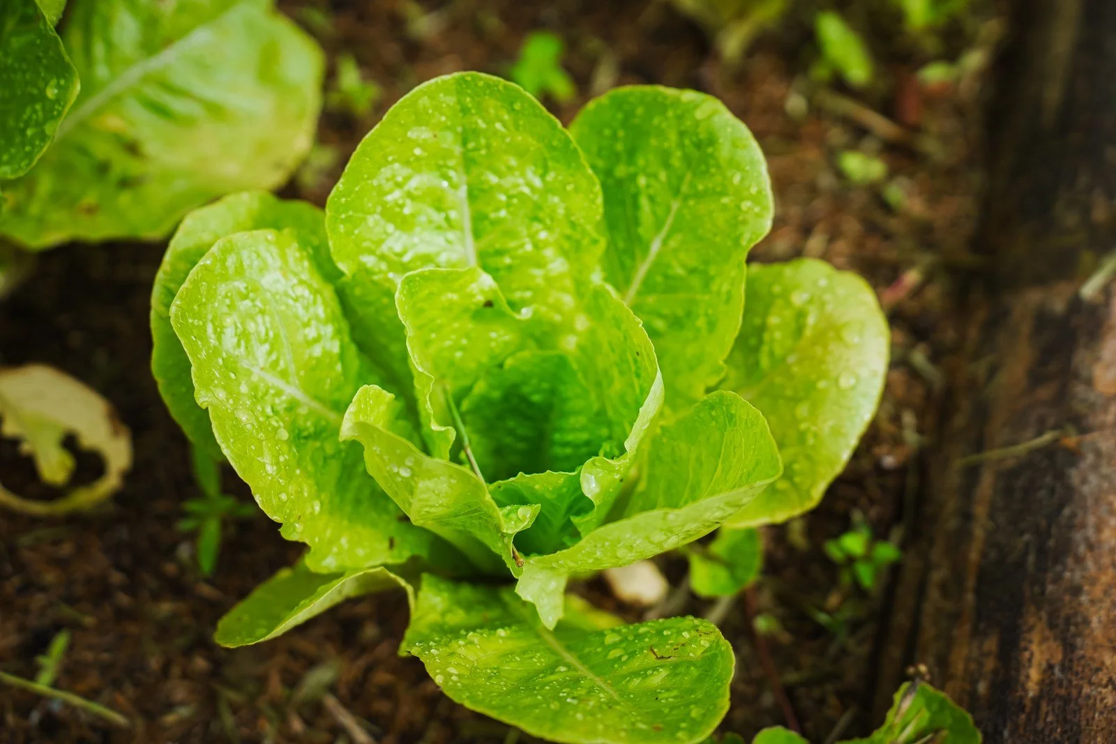 Lechuga verde en la huerta, con gotas de agua sobre sus hojas.
