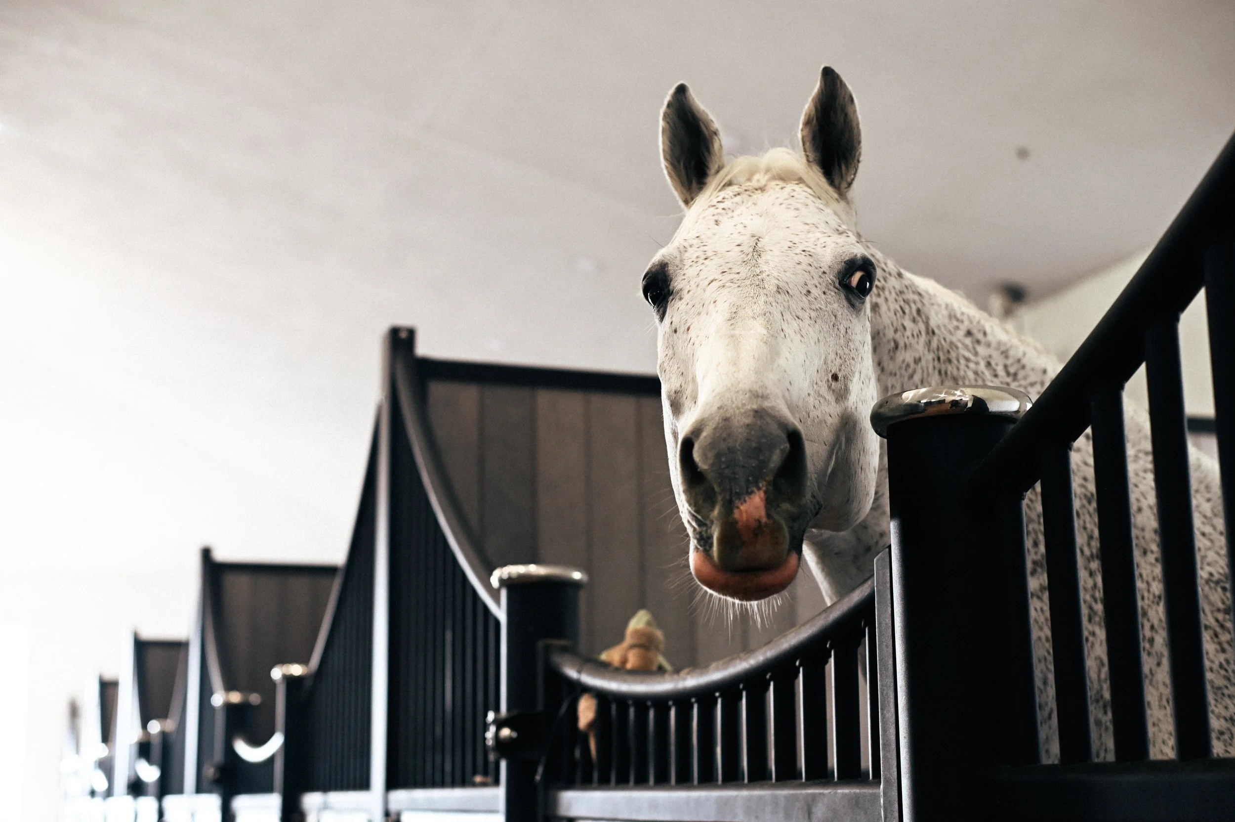 A white horse with black spots looking over a black metal fence in an indoor setting.
