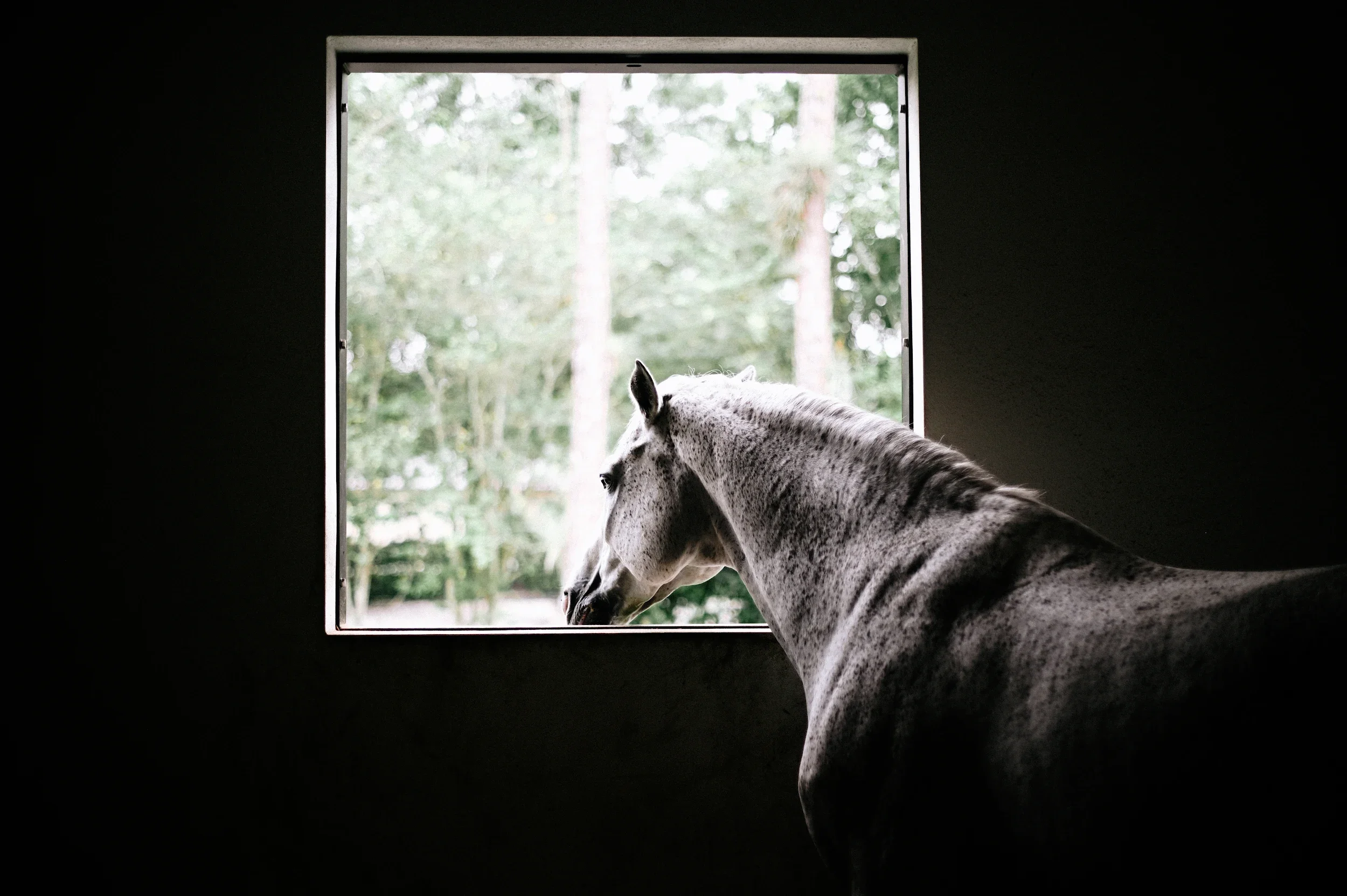 A white horse looking out of a window with a view of trees and greenery outside.