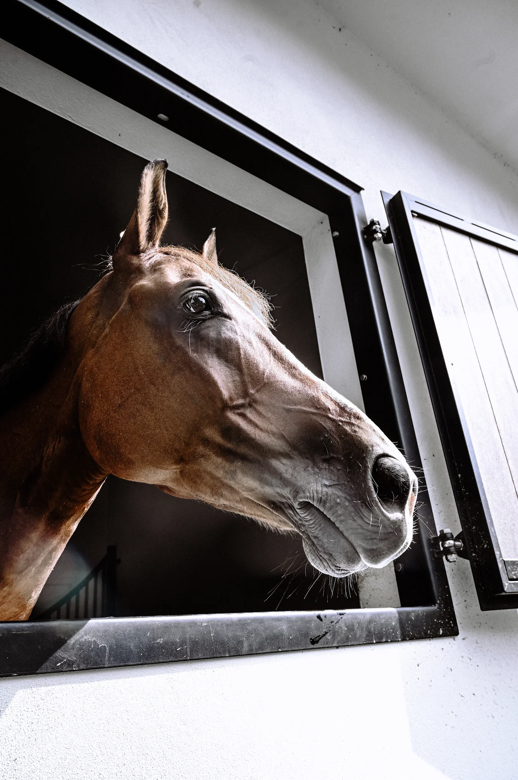 A close-up of a brown horse looking out from a horse stall with an open door.