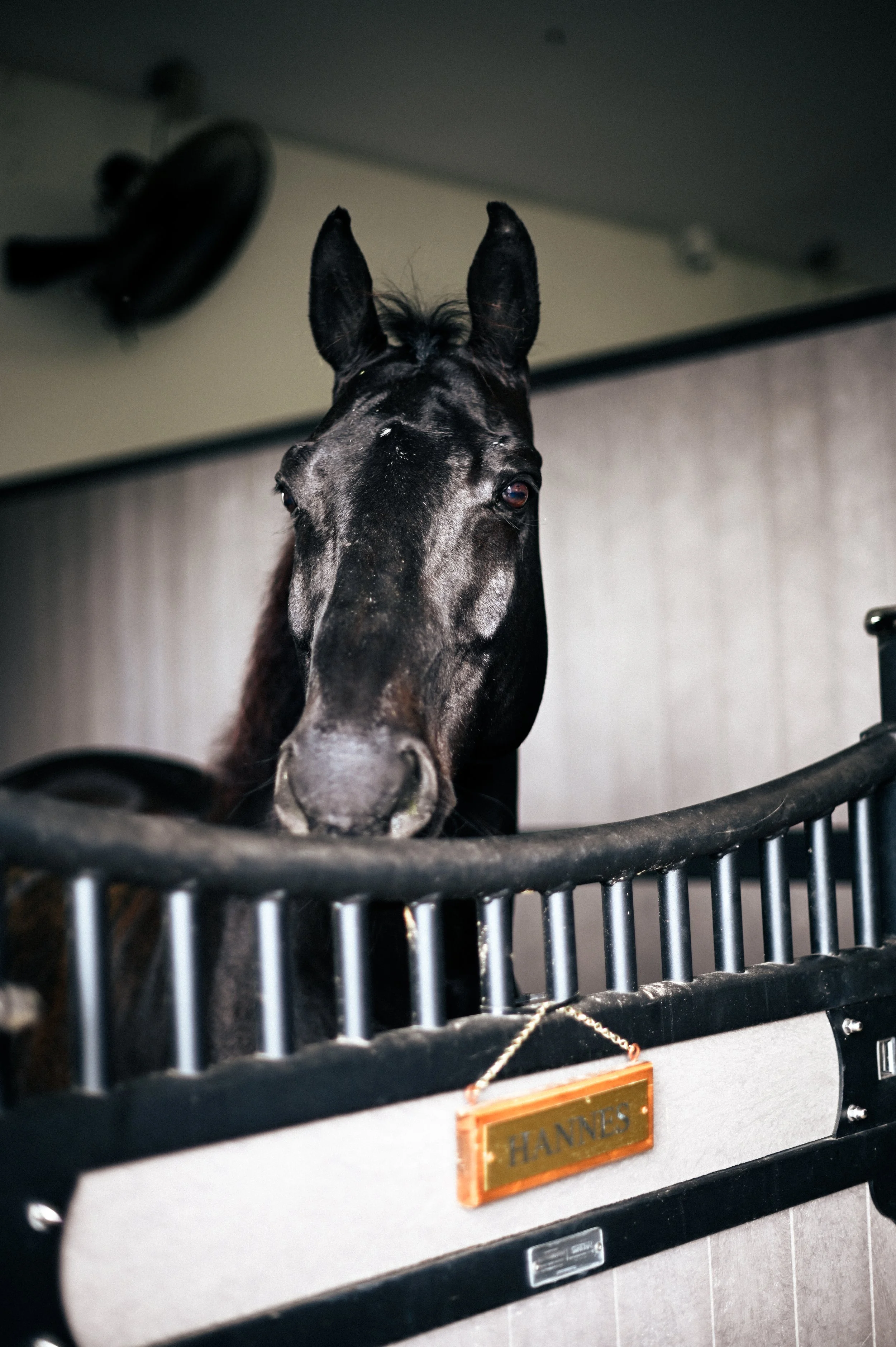 A black horse looking over a horse stall door with the name plate 'Hannes' in a stable.