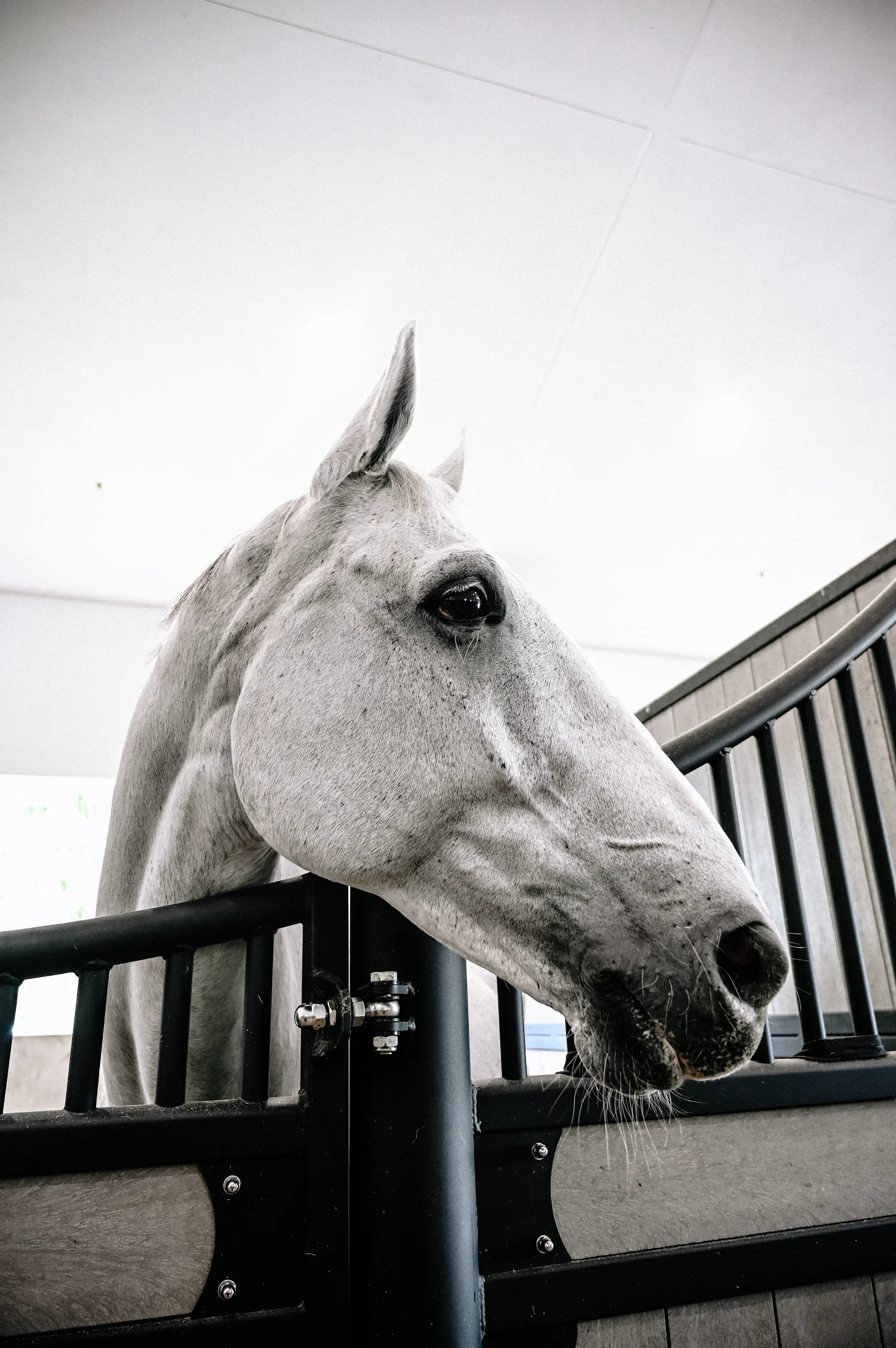 A white horse with a gray mane looking over a black stall gate in a stable or barn.