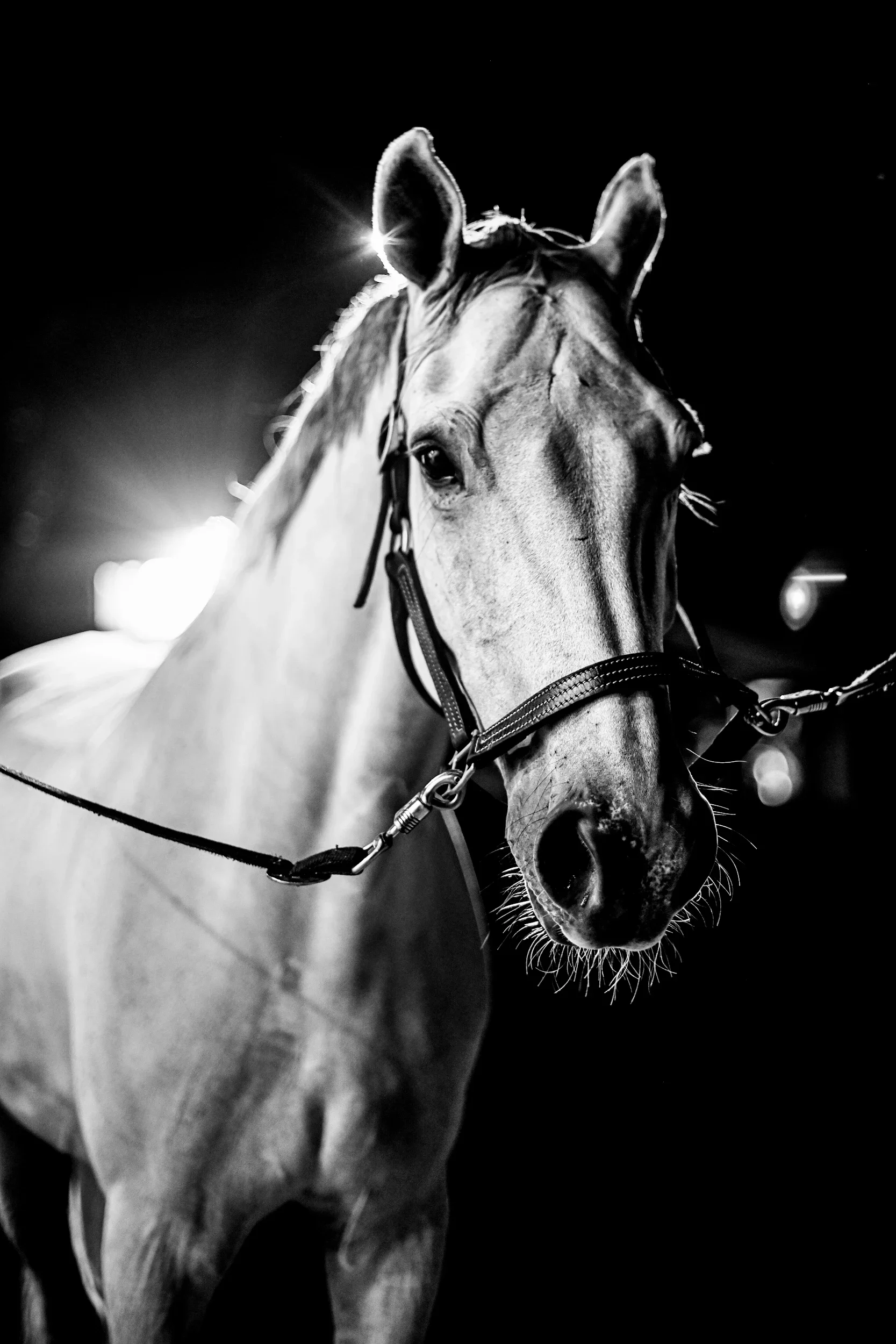 A close-up black-and-white photo of a horse wearing a halter, illuminated against a dark background with bright lights behind it.