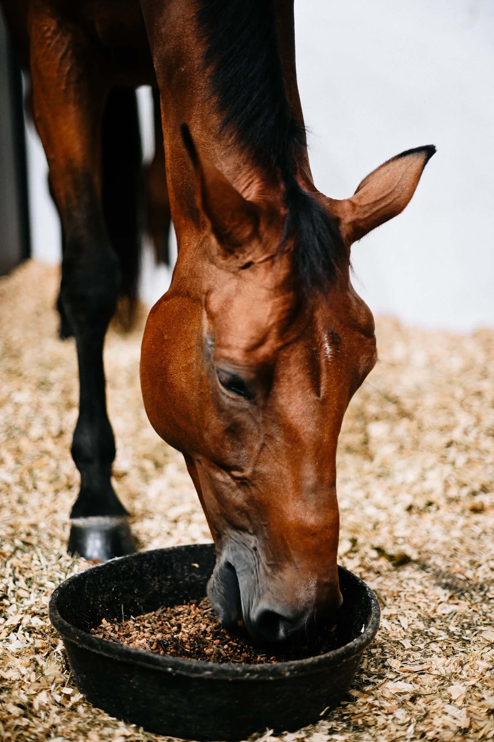 A brown horse with a black mane eating from a black feeding trough on a bed of wood shavings.
