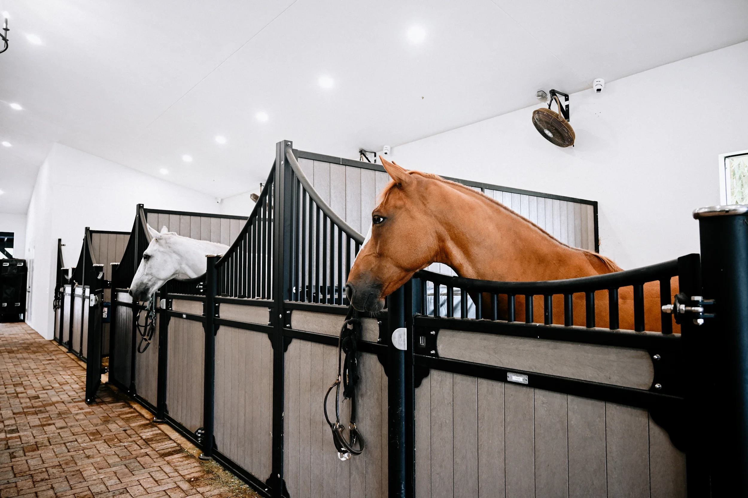 Two horses in individual stables inside a brightly lit stable.