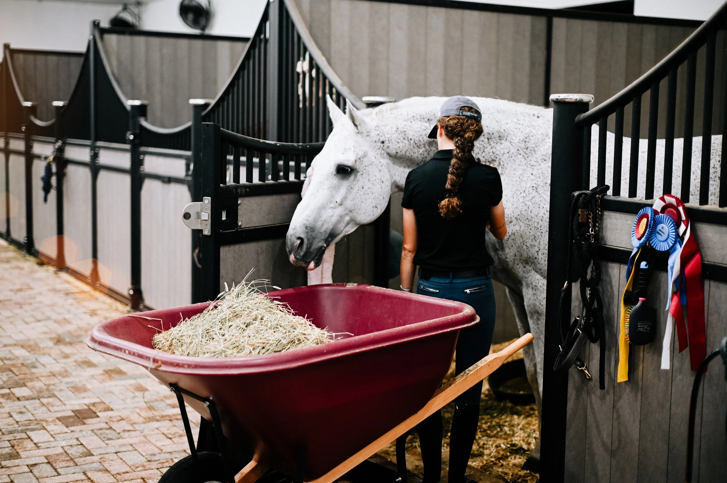 A woman with braided hair wearing a black shirt and a cap is standing next to a white horse with gray spots in a stable, with a red wheelbarrow filled with hay nearby and ribbons hanging on the stall door.