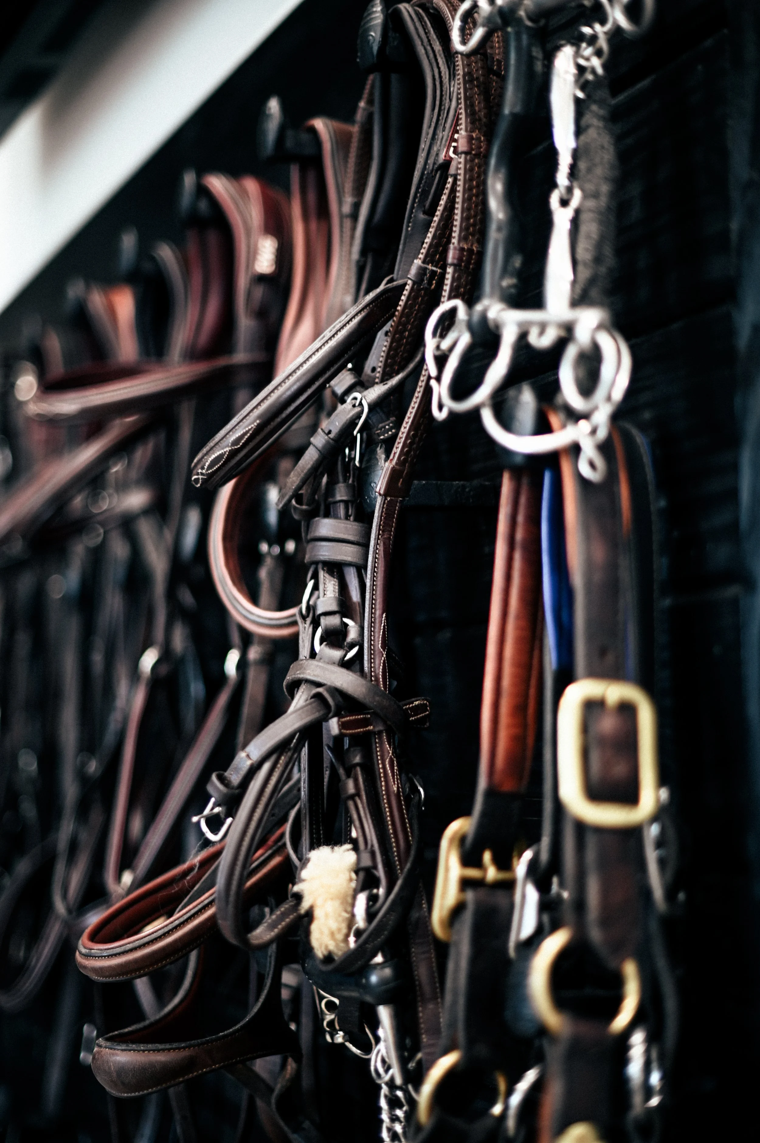 Various horse bridles hanging on a black wall.