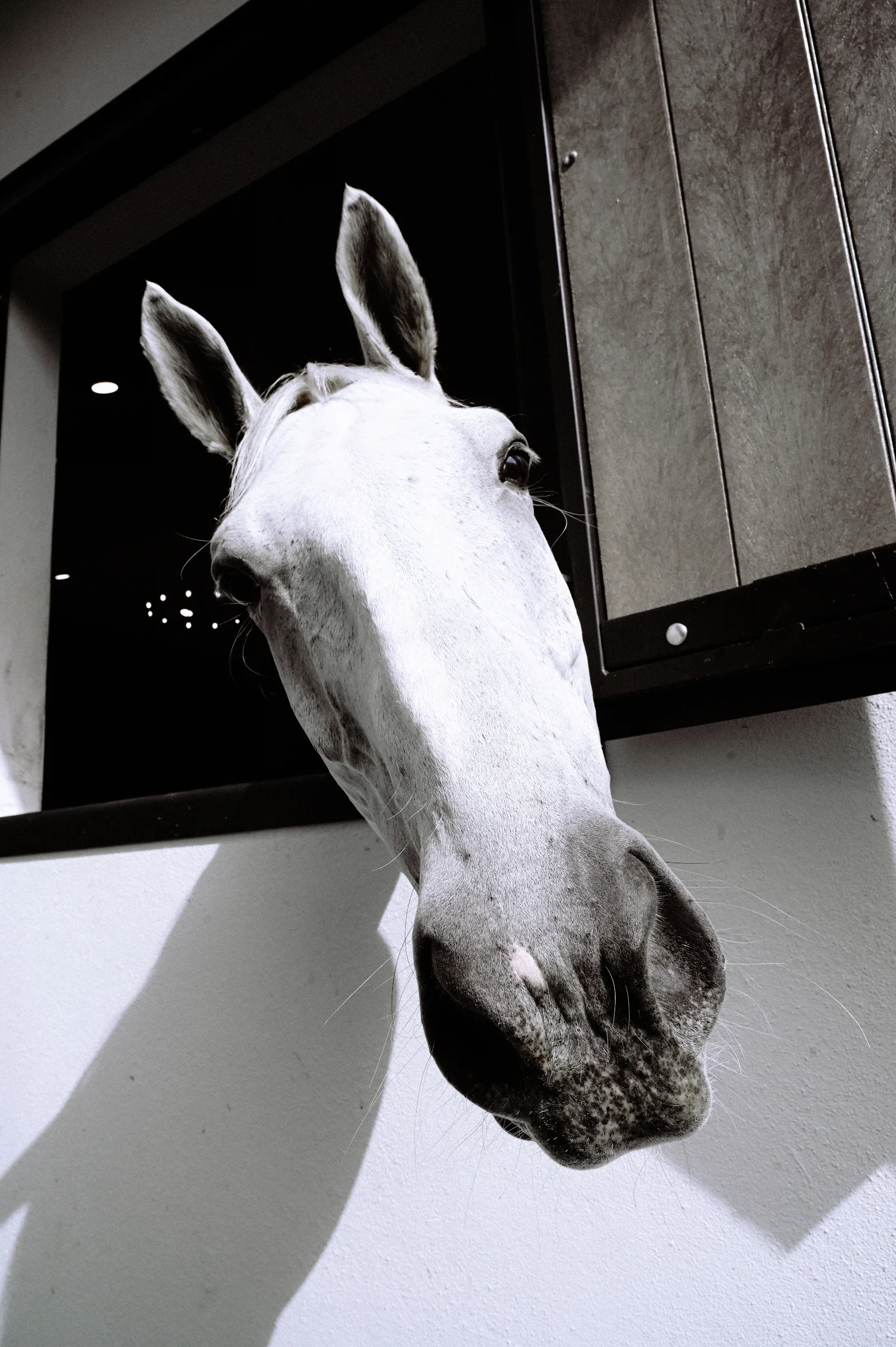 A close-up of a white horse's head sticking out of a window.