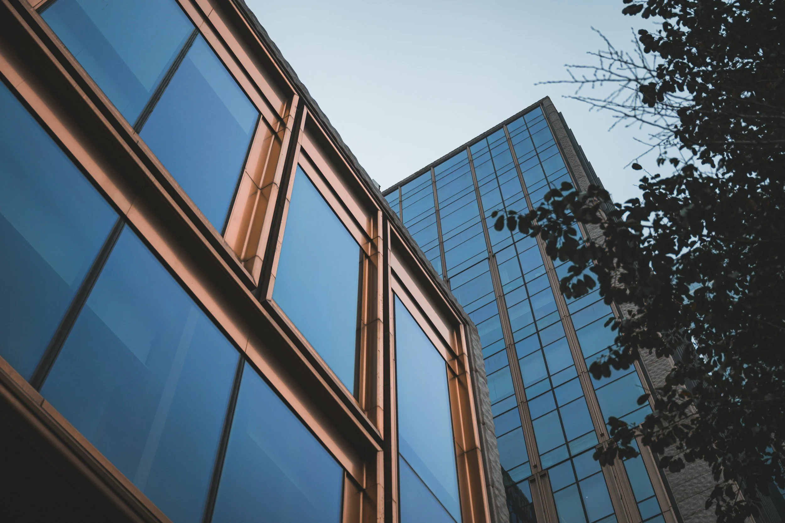 Low-angle view of modern glass office buildings with reflective windows and a tree with dark leaves in the foreground.