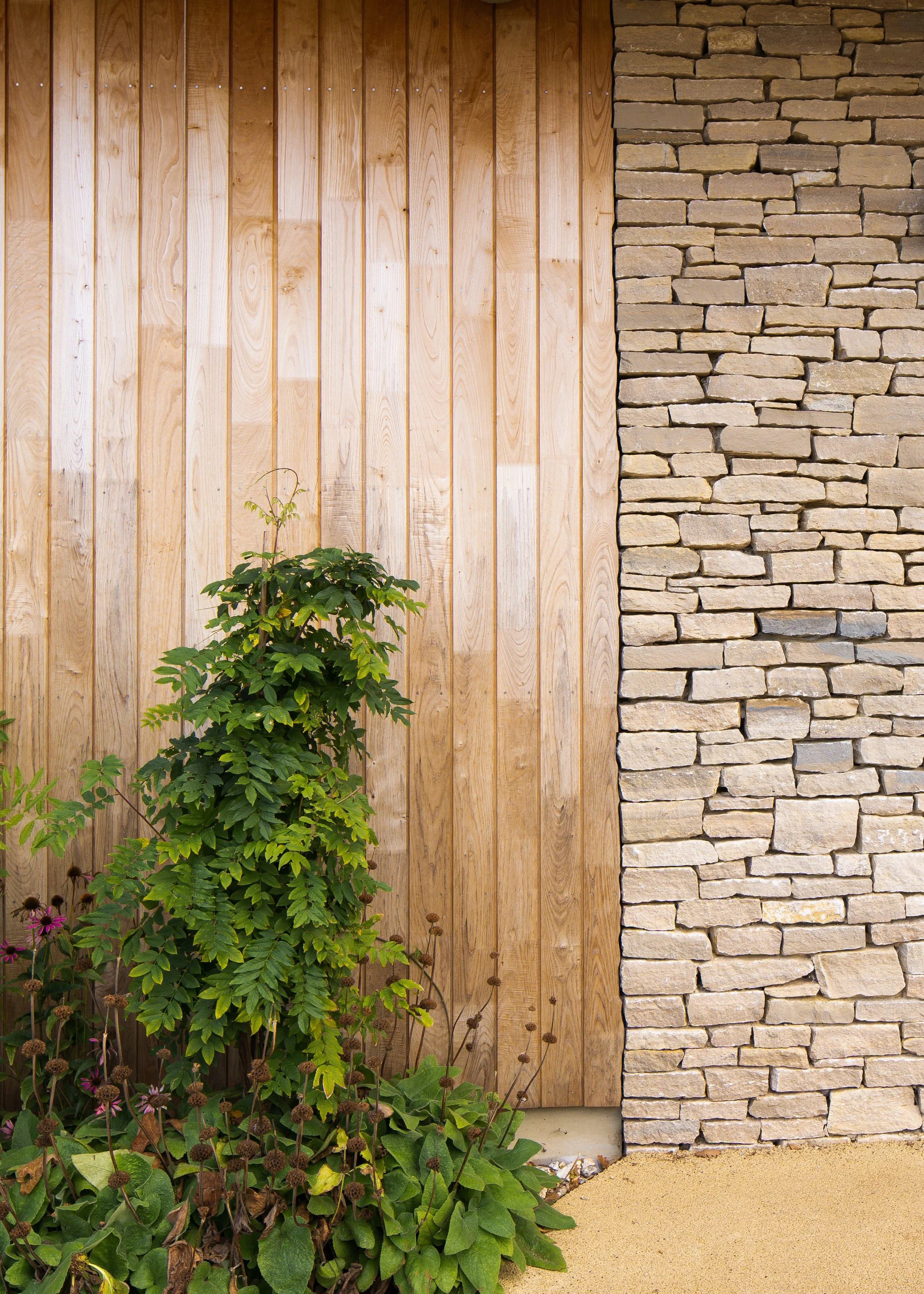 A garden scene with a green leafy plant and purple flowers in front of a vertical wooden fence next to a brick wall on the right, with sandy ground at the bottom.