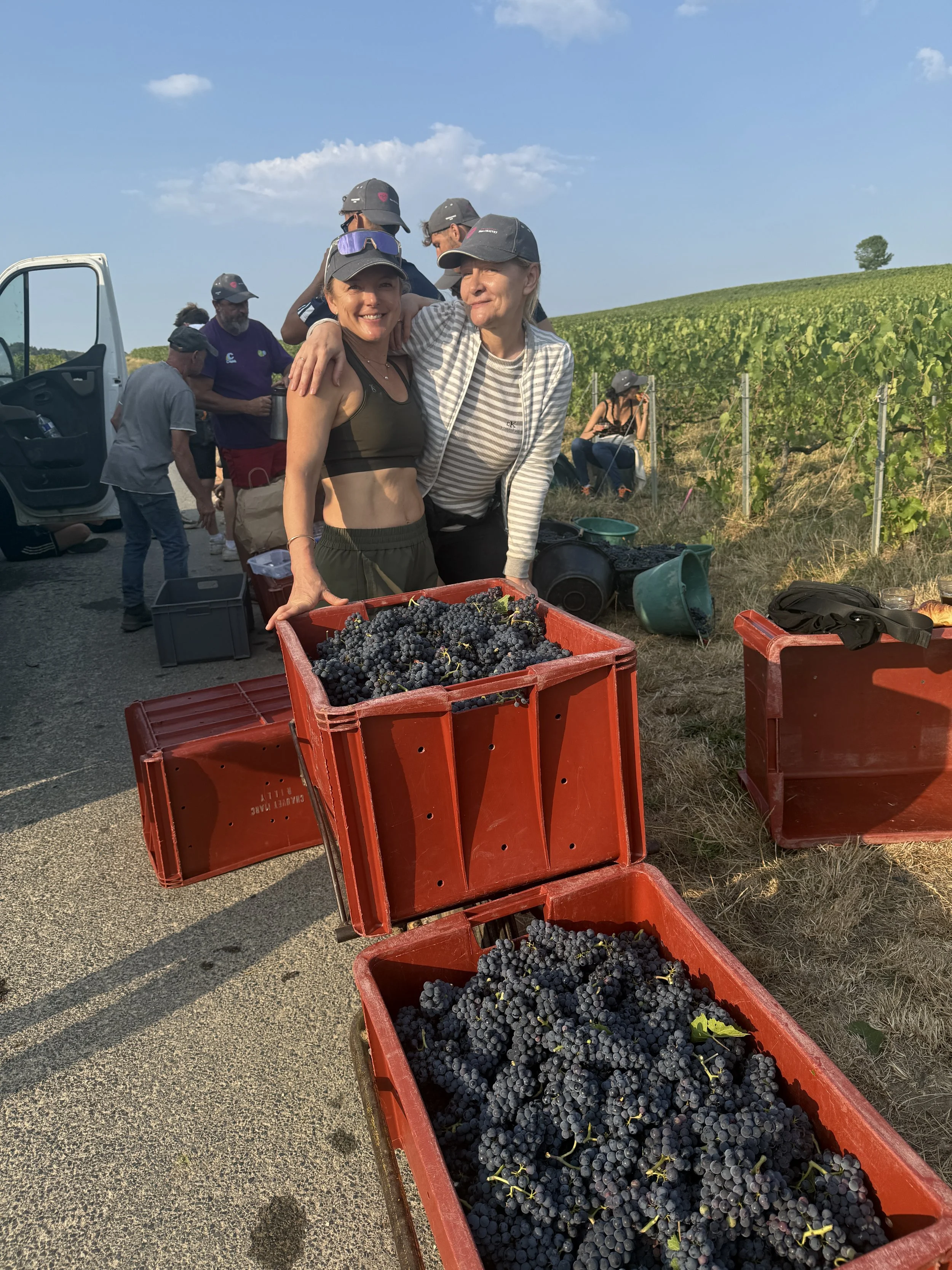 Champagne In the Vines