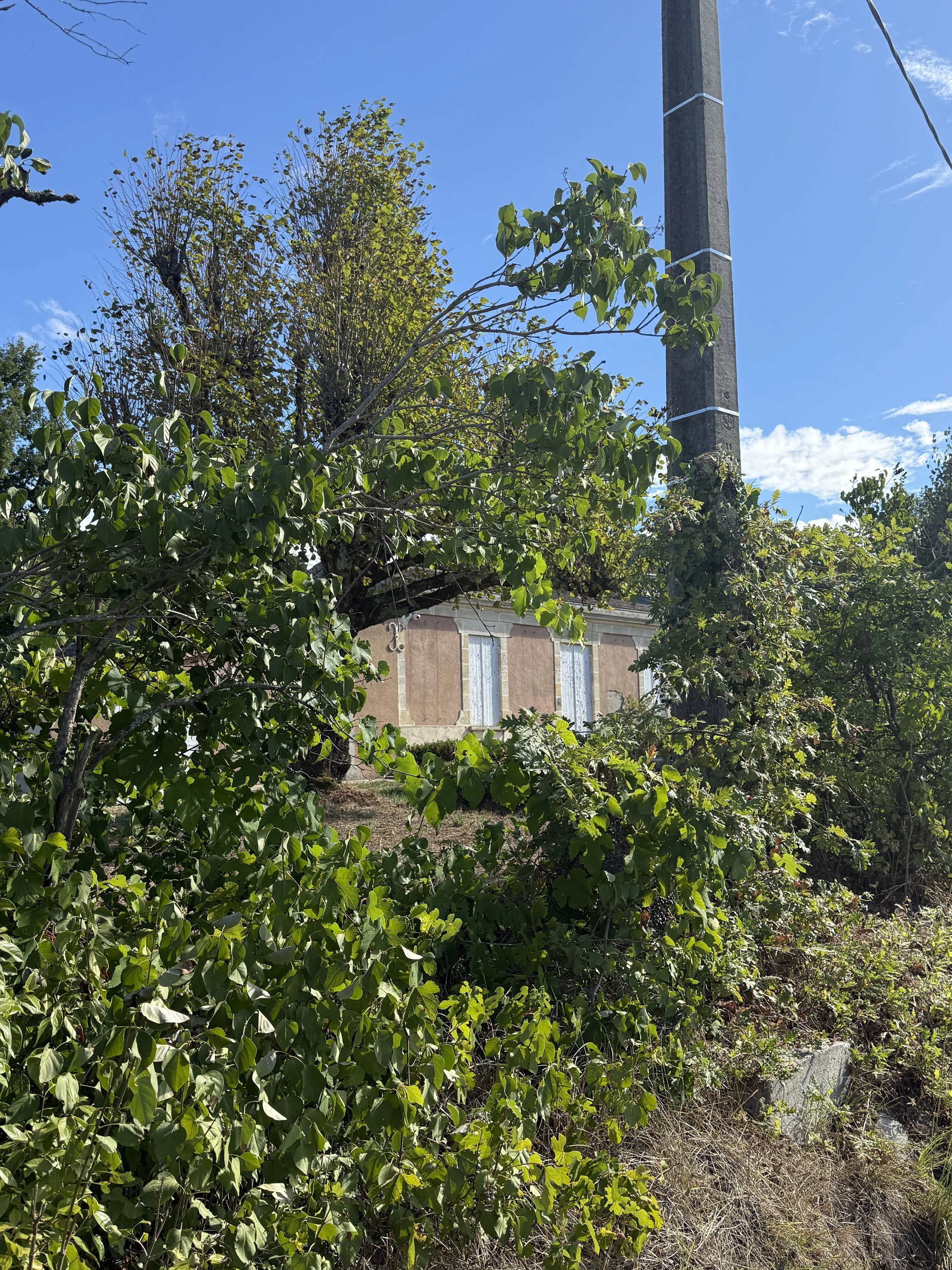 Bordeaux Is Pulling Out Its Vines