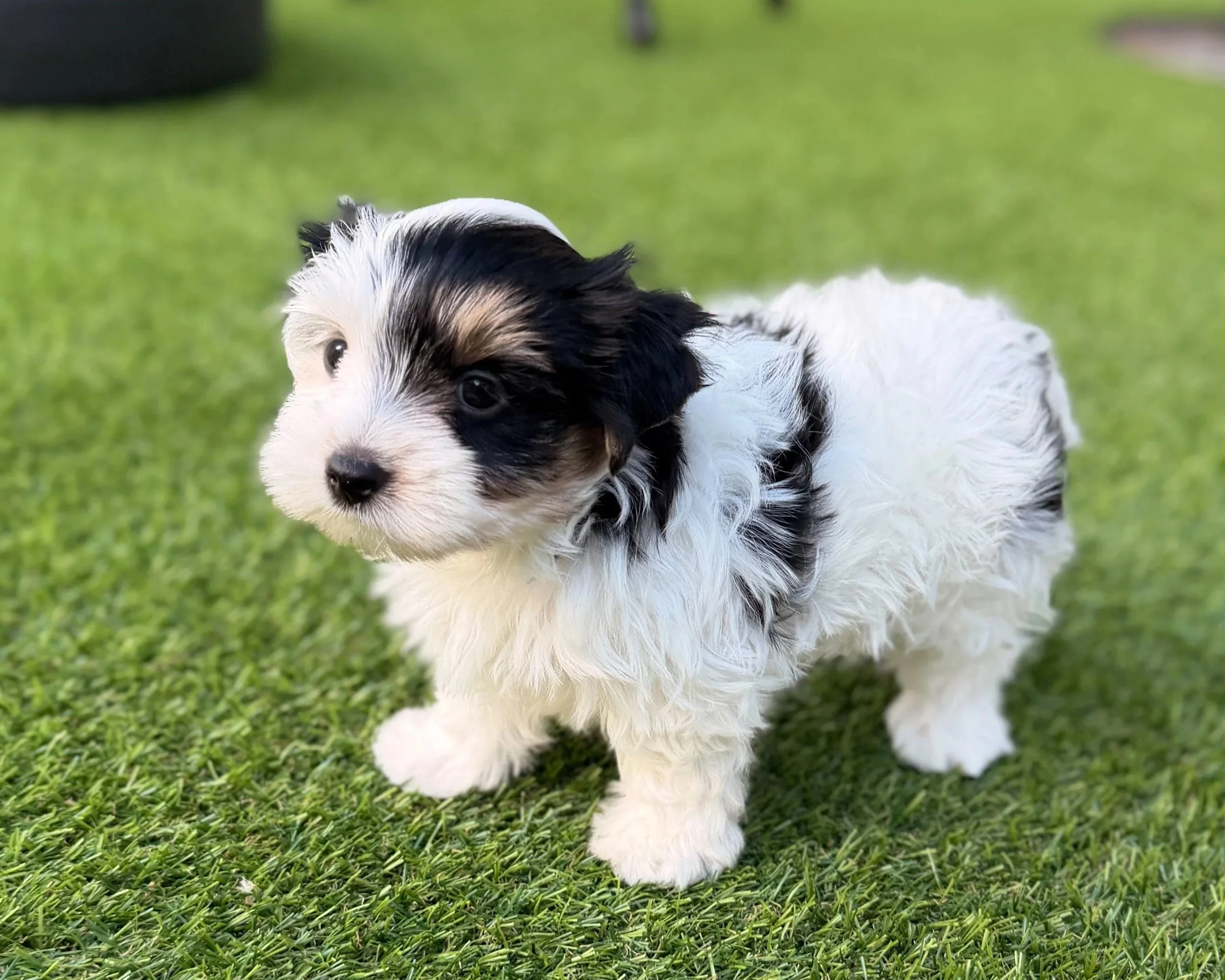 💚 Winston 💚