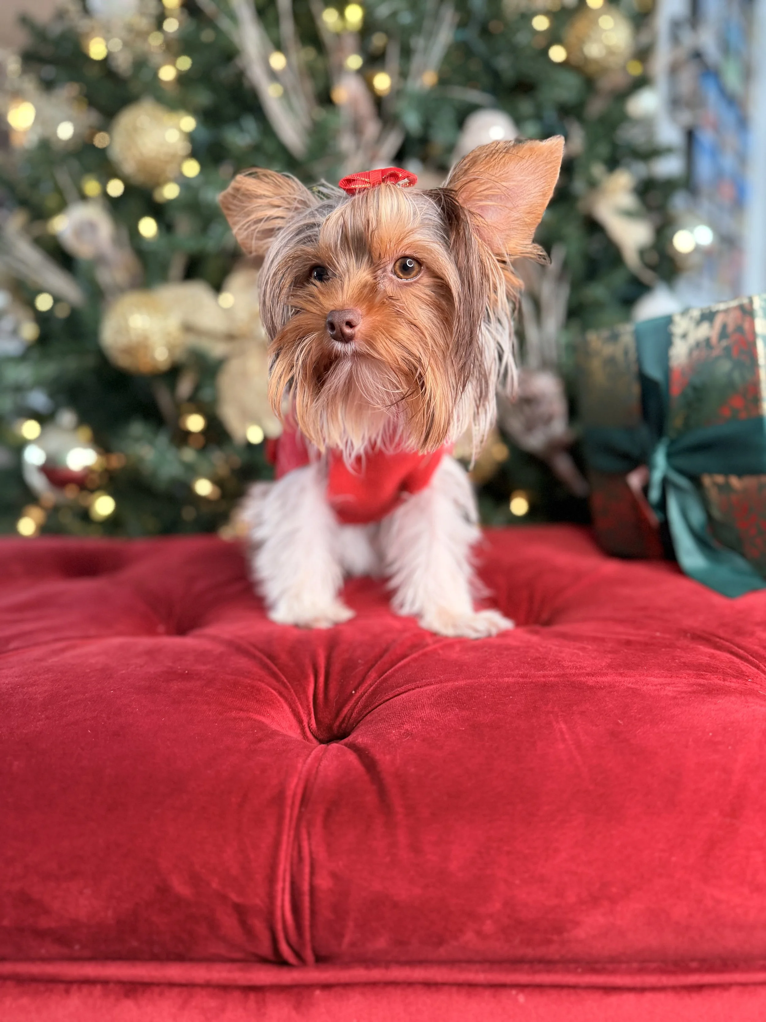 white and brown parti yorkie