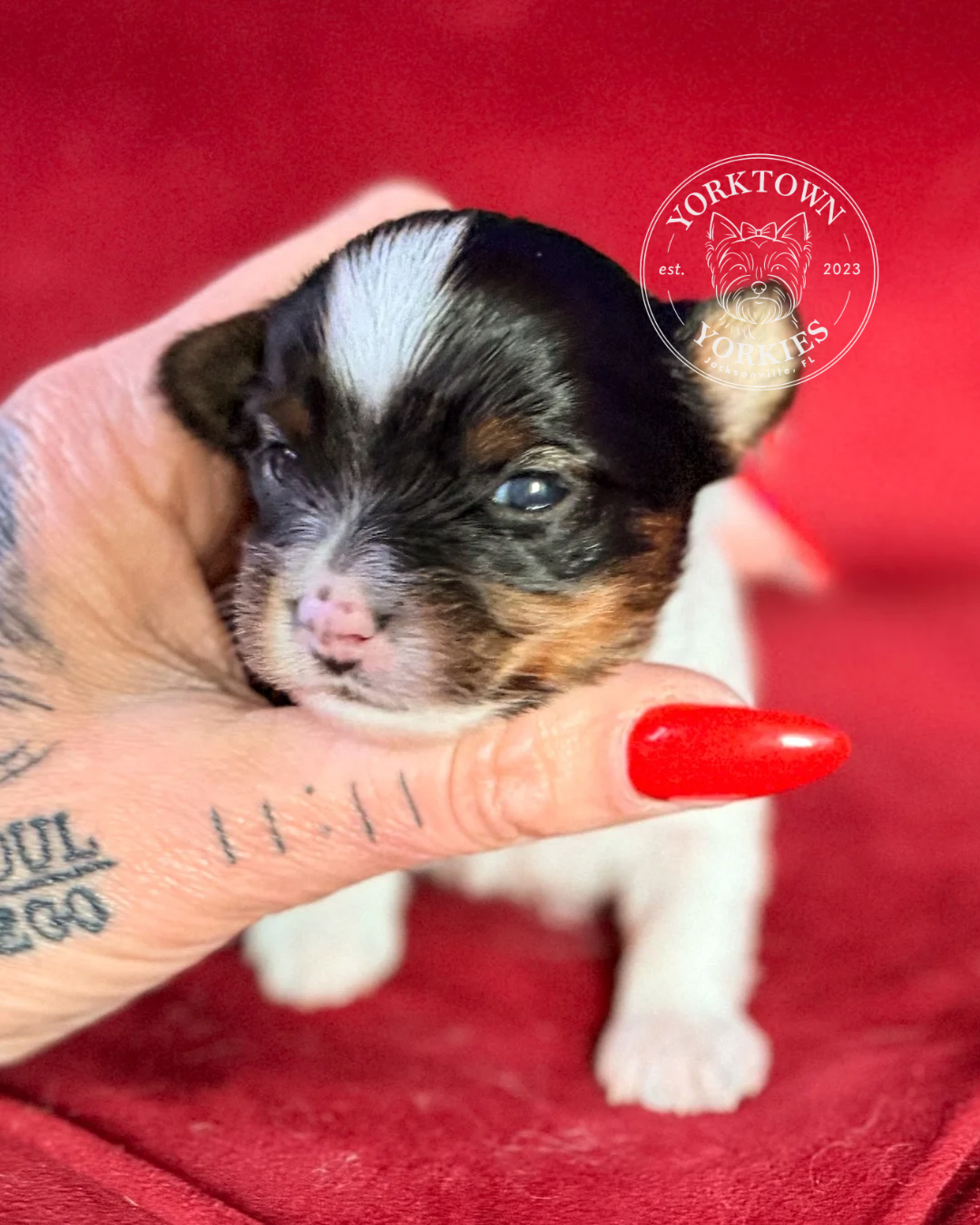 Teacup Male Parti Yorkie 3.PNG