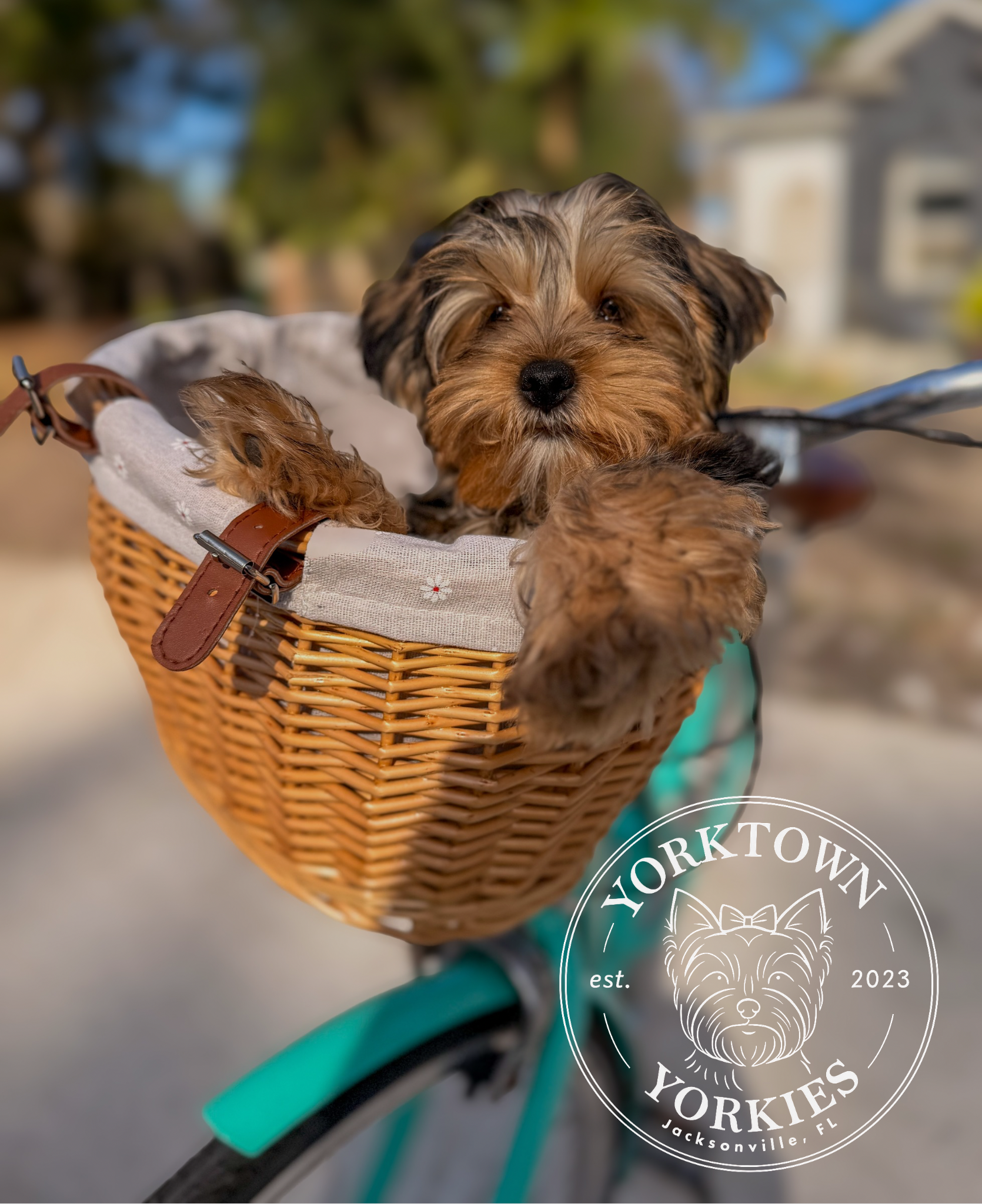 Yorkie in Bike Basket.PNG