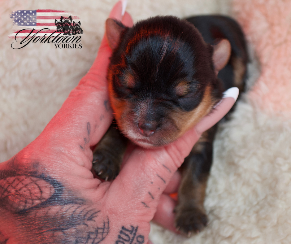 teacup yorkie puppy yorkie Yorkshire parti white chocolate