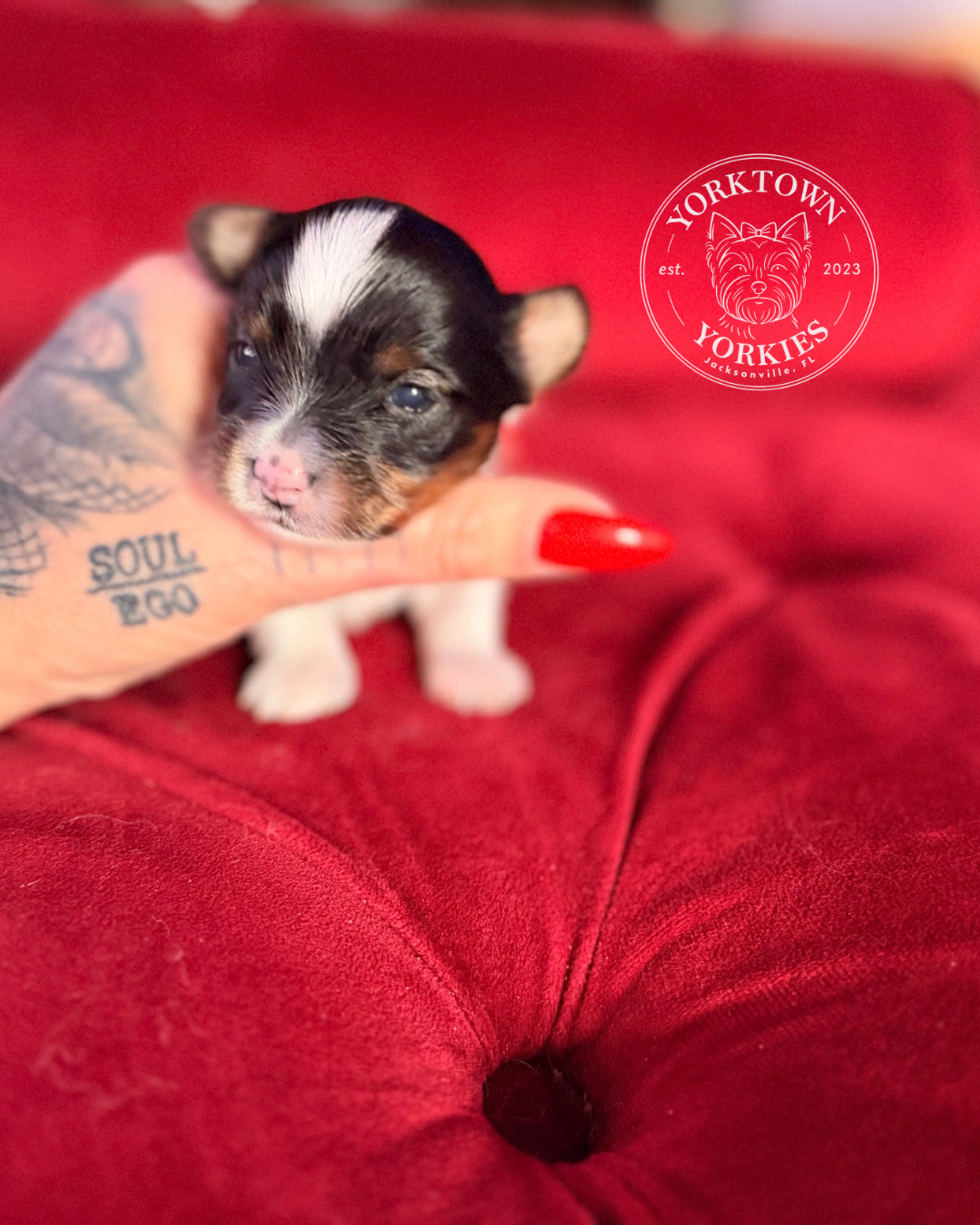 Teacup Male Parti Yorkie 4.PNG