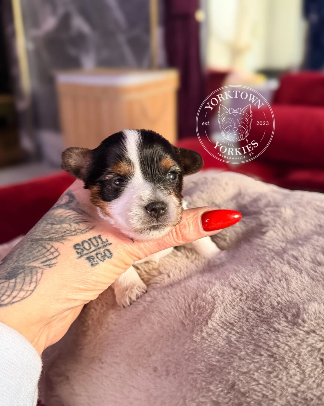 Teacup Female Parti Yorkie 5.PNG