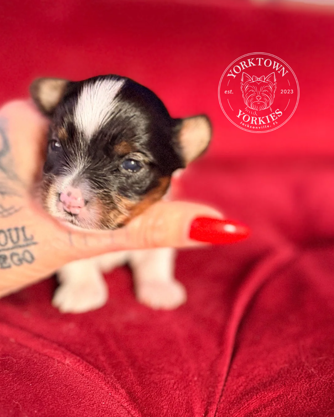 Teacup Male Parti Yorkie 2.PNG