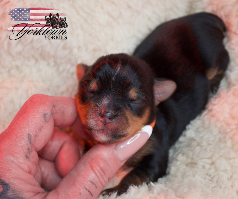 teacup yorkie puppy yorkie Yorkshire parti white chocolate