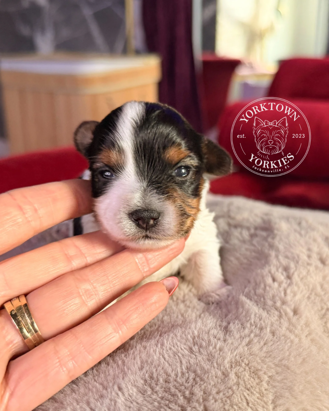 Teacup Female Parti Yorkie 2.PNG