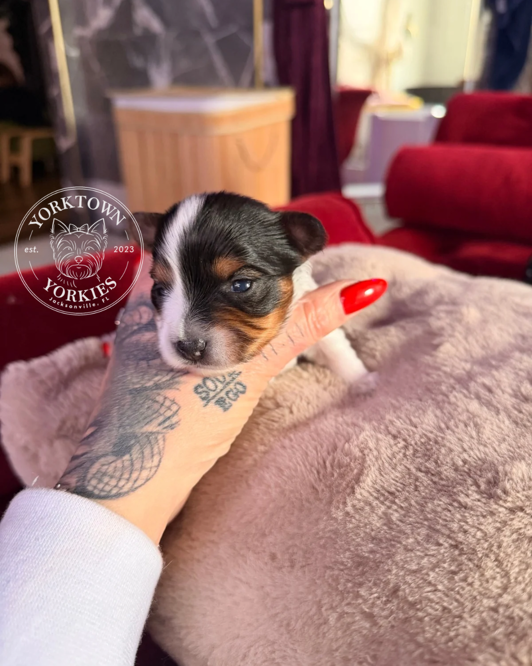 Teacup Female Parti Yorkie 3.PNG