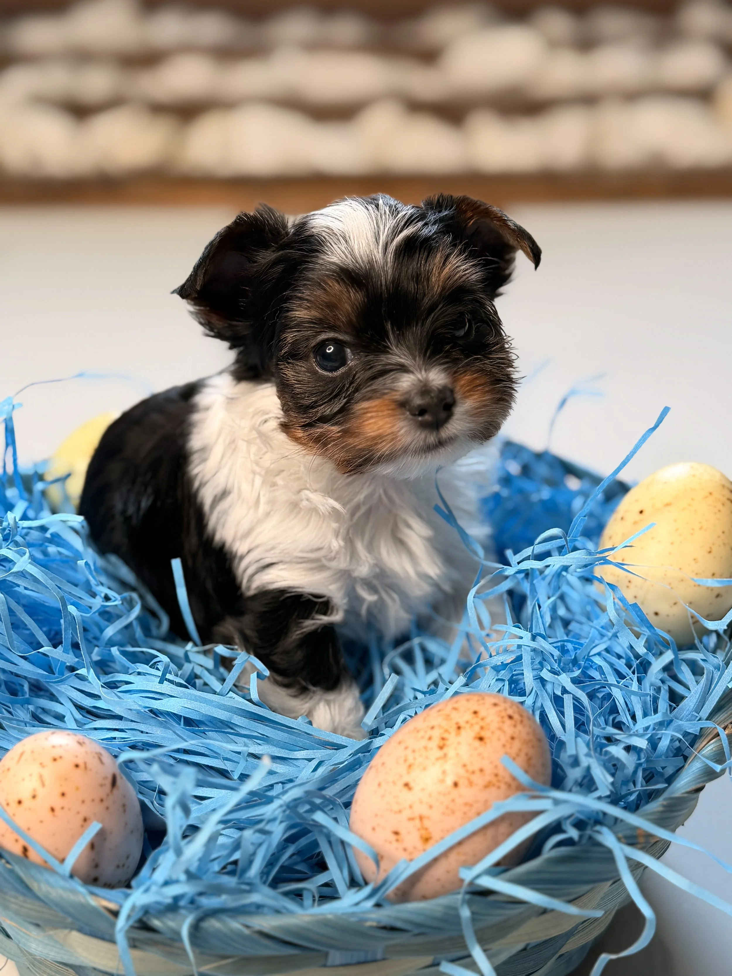 Puffer Jr. 🐶❤️