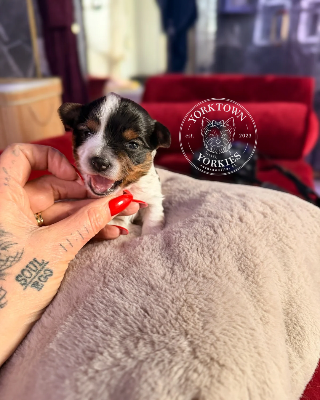 Teacup Female Parti Yorkie 1.PNG