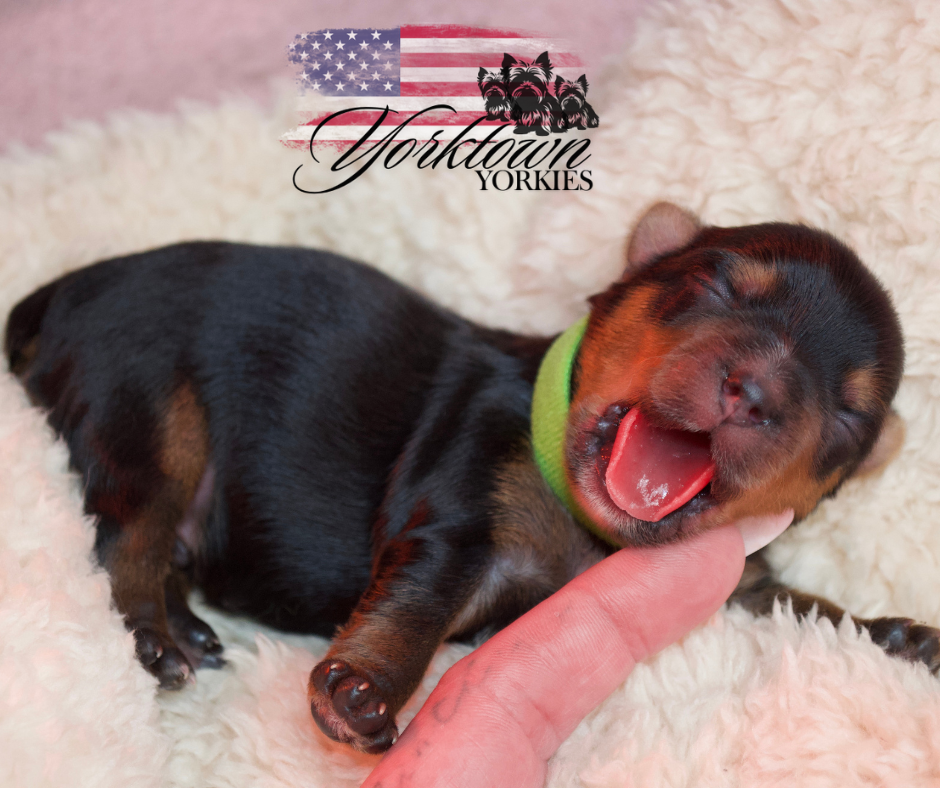 teacup yorkie puppy yorkie Yorkshire parti white chocolate