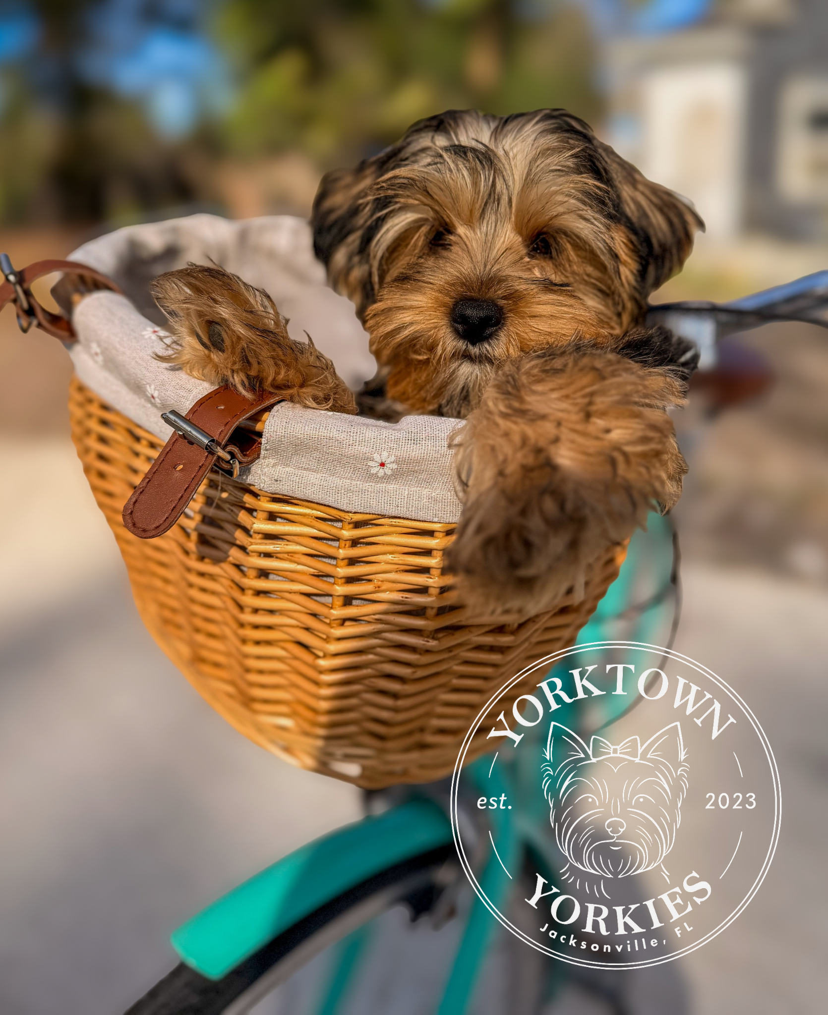 Yorkie Puppy in a Bike Front Basket.PNG