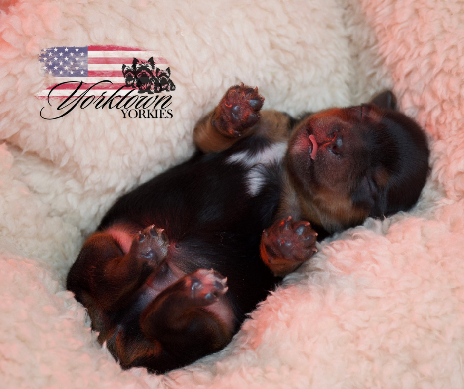 teacup yorkie puppy yorkie Yorkshire parti white chocolate