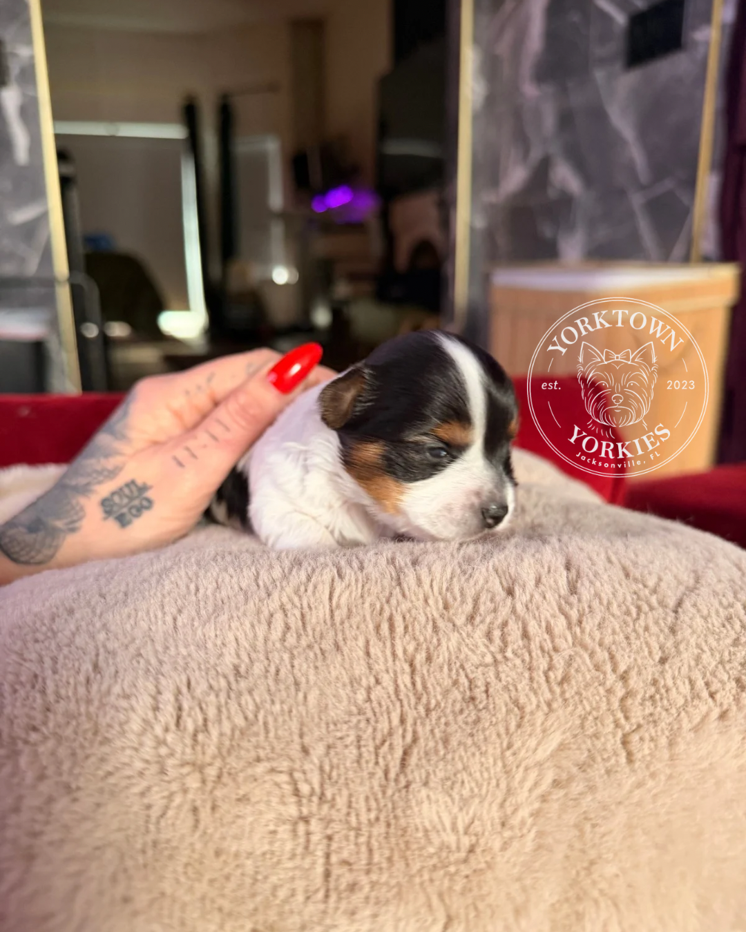 Teacup Female Parti Yorkie 4.PNG