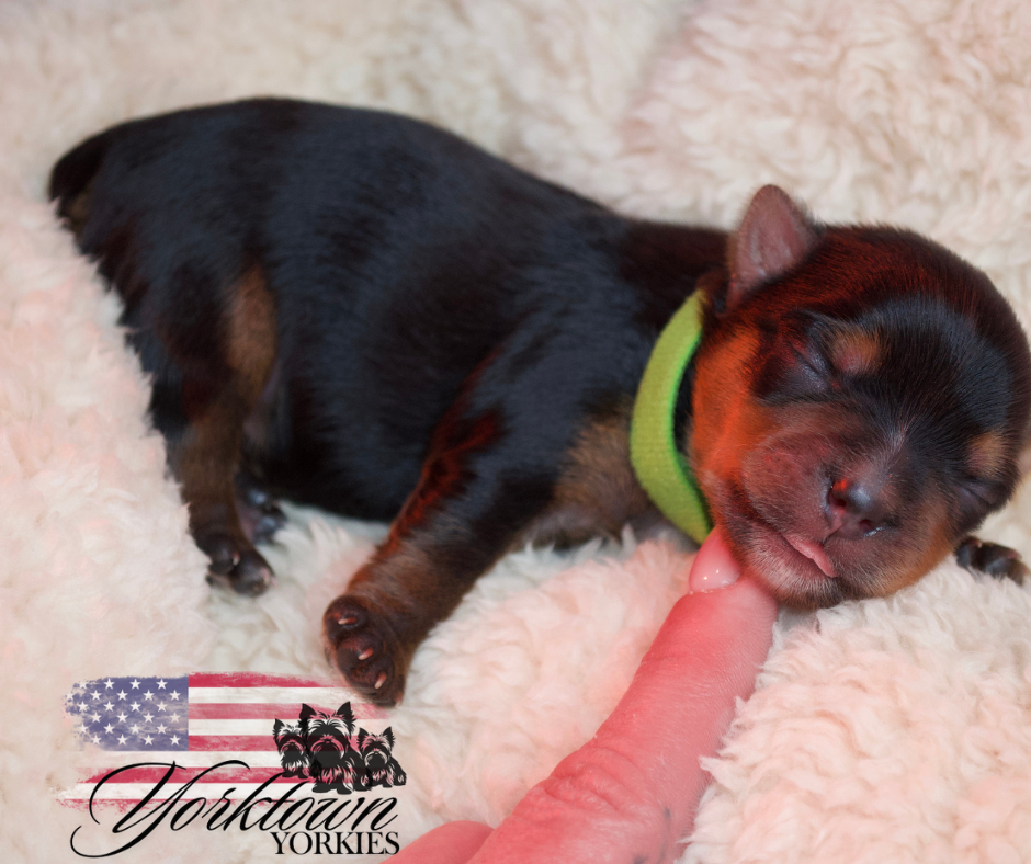 teacup yorkie puppy yorkie Yorkshire parti white chocolate