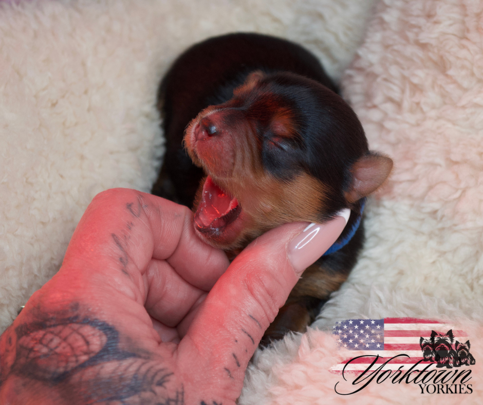 teacup yorkie puppy yorkie Yorkshire parti white chocolate
