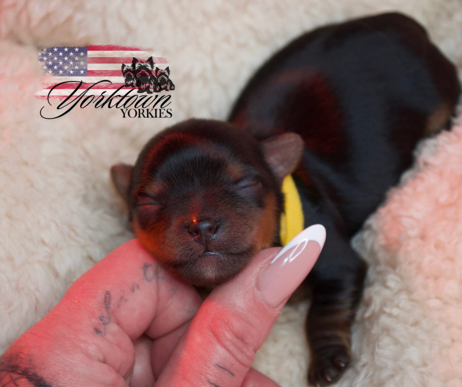teacup yorkie puppy yorkie Yorkshire parti white chocolate