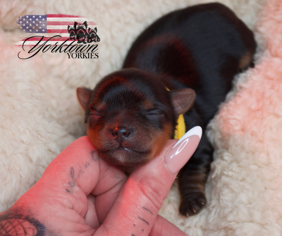 teacup yorkie puppy yorkie Yorkshire parti white chocolate