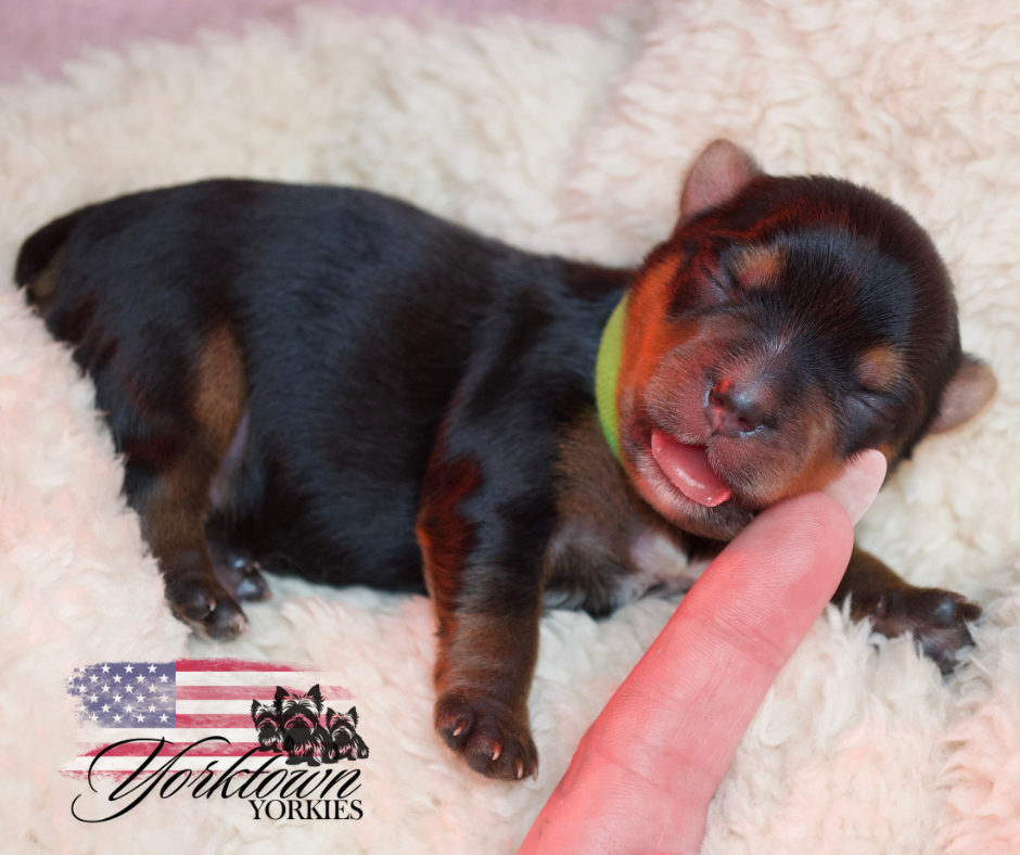 teacup yorkie puppy yorkie Yorkshire parti white chocolate